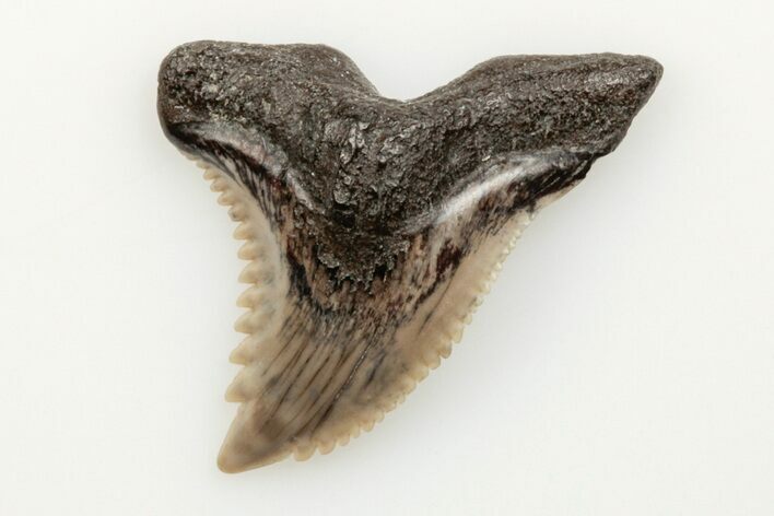 1.07" Snaggletooth Shark (Hemipristis) Tooth - Aurora, NC